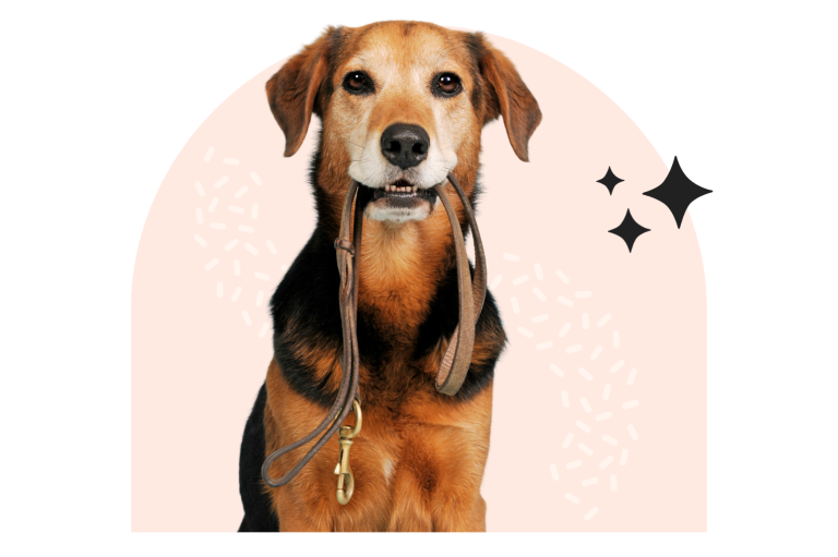 Dog Sitting Hunde mit Halsband und Leine, auf einem sanften, rosa Hintergrund.