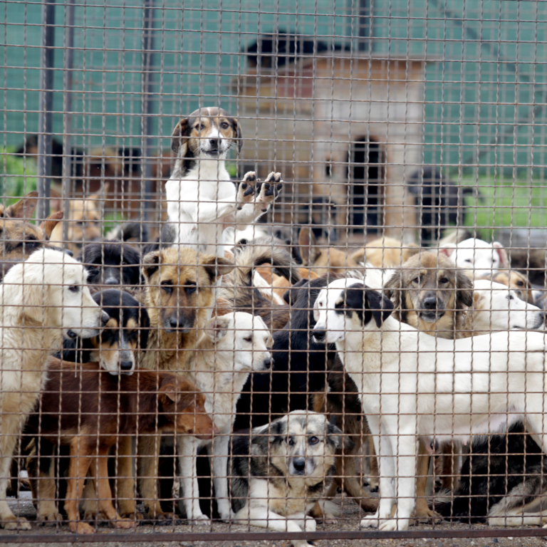 Zitat Hunde im Tierheim