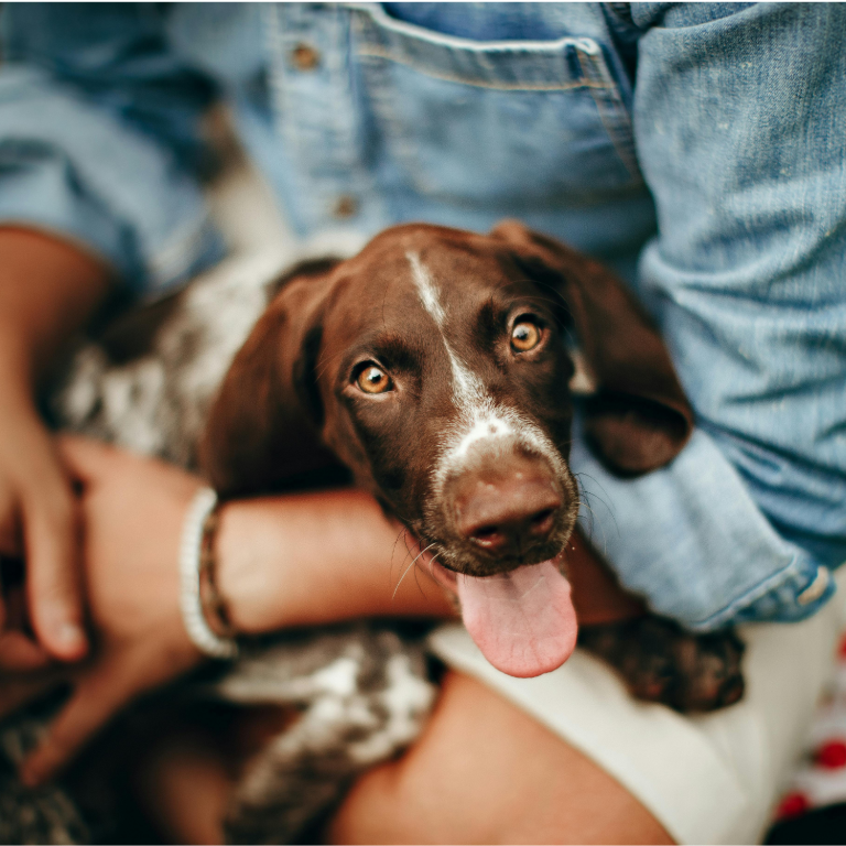 Zitat Jagdhund auf Schoß von Mensch