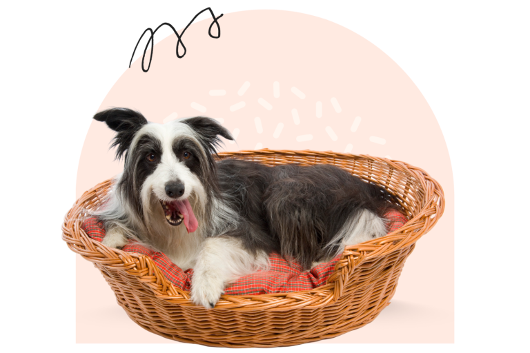 Pflegestelle werden Schwarz-weißer Hund liegt in einem Weidenkorb mit roten Decken.
