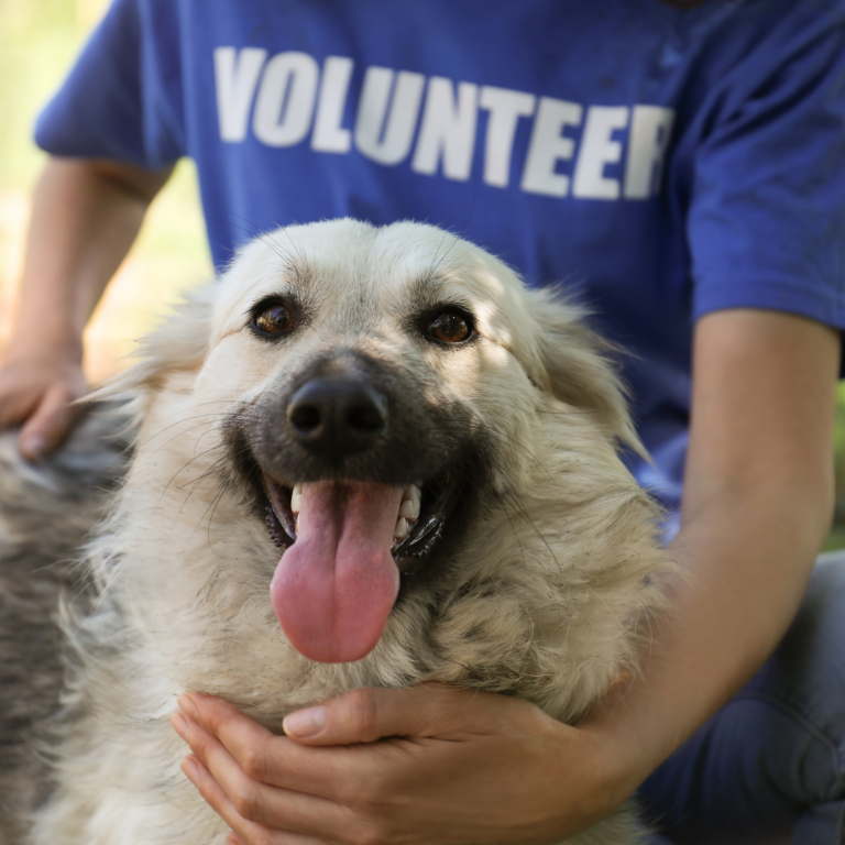 Du? Hund mit Volunteer