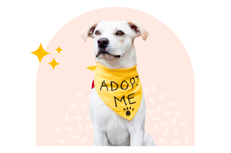 Hund adoptieren Weißer Hund mit gelbem Halstuch, auf dem "ADOPT ME" steht.